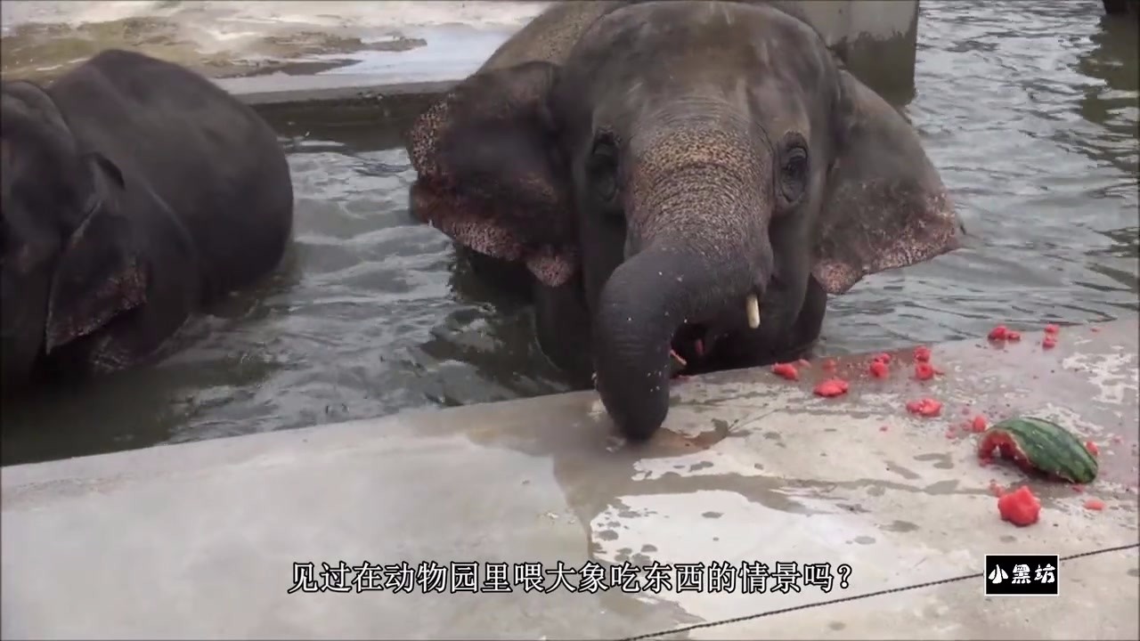 Elephants grabbed watermelons at the zoo, and their noses got entangled.
