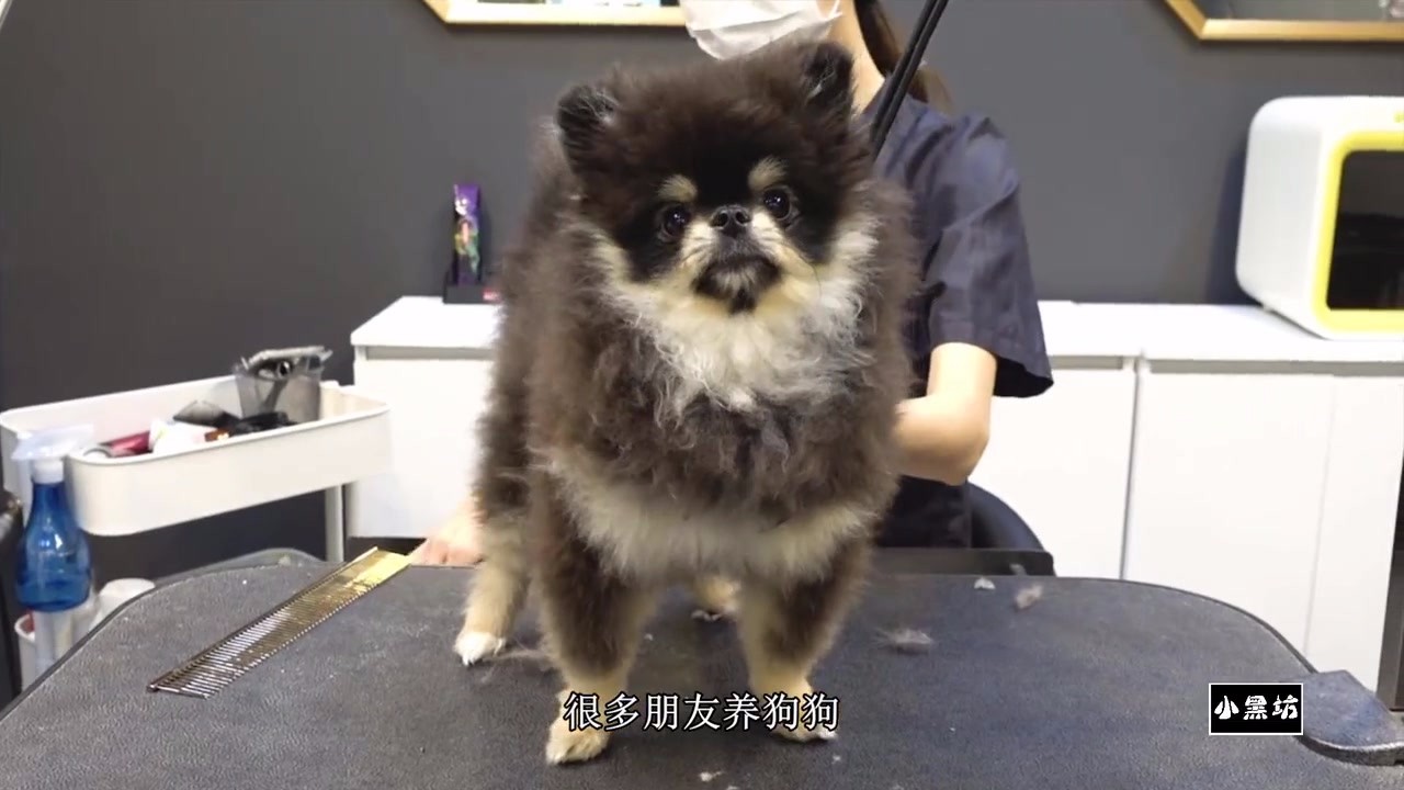 The dog with messy hair is beautified and becomes cute after trimming.