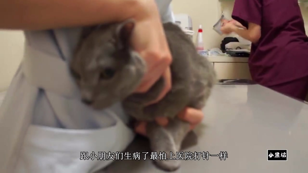 Take the cat to the hospital for an injection. Look at the expression and you know it's going to be angry.