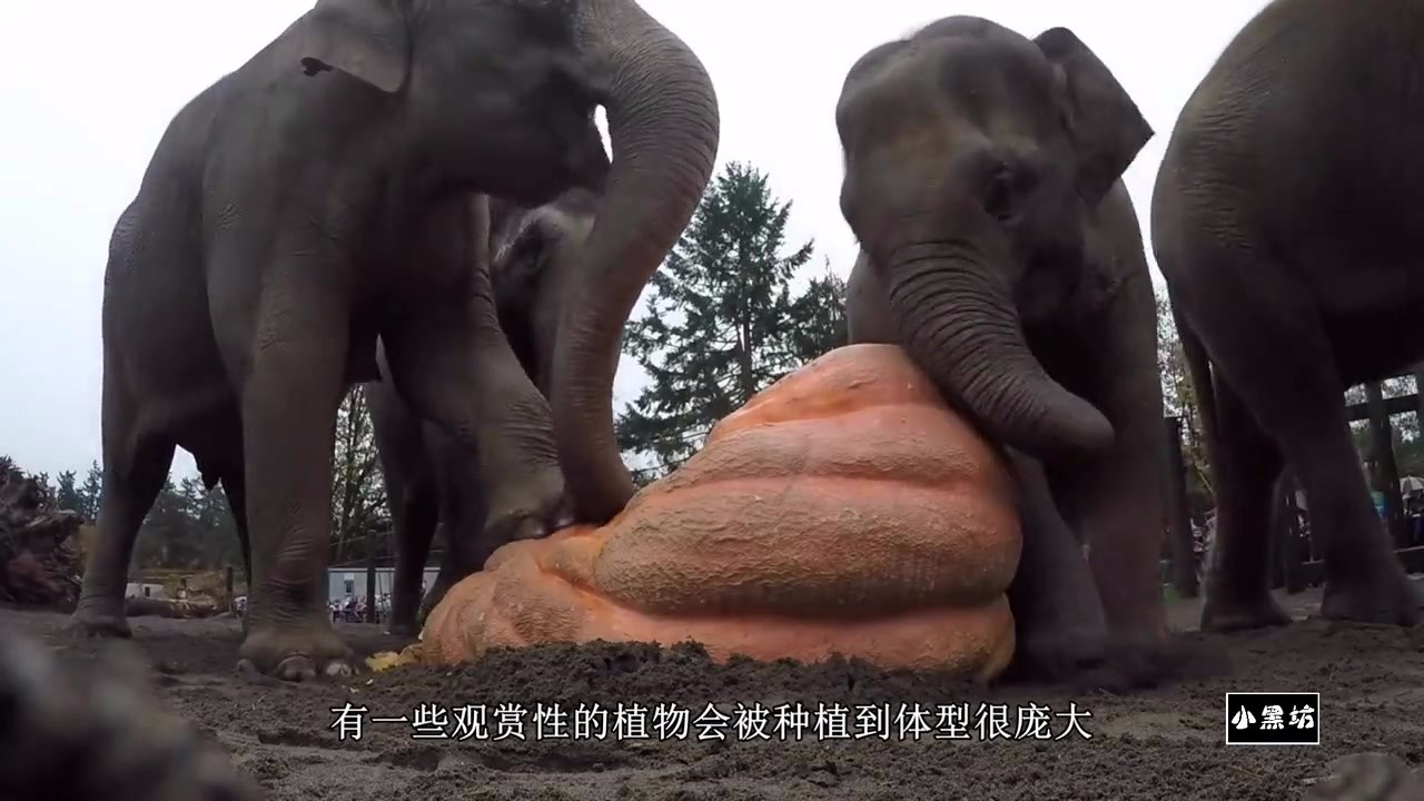 Elephants eat giant pumpkins like this, just crush them with one foot.