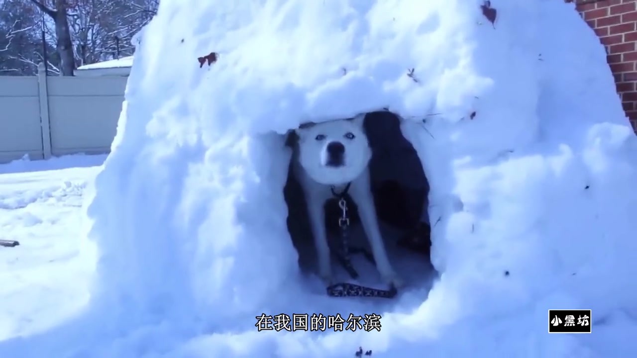The owner of the dog built an "ice nest" in the winter, which would freeze the dog.