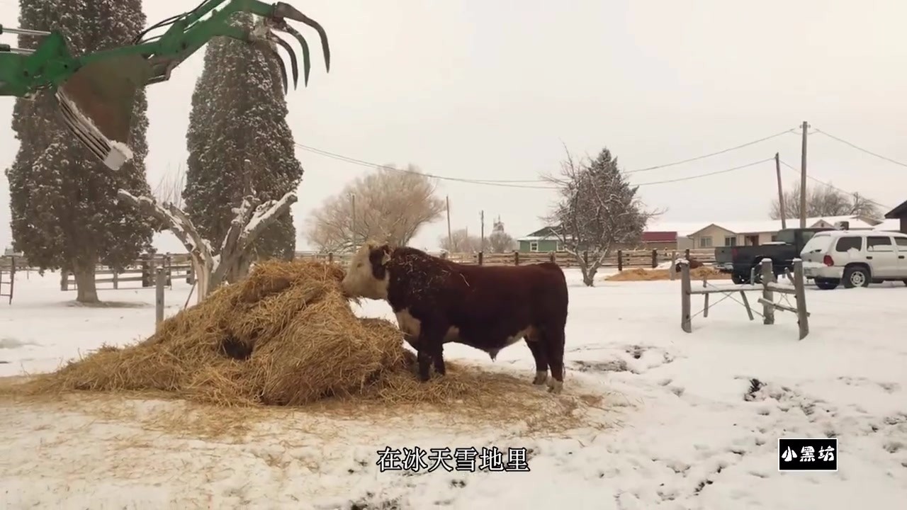 In winter, the cow was bedded with straw, and he played happily.