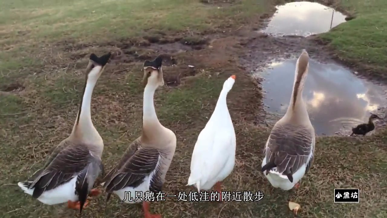 Great White Goose's temper is so fierce that if he doesn't say a word, he will fight.