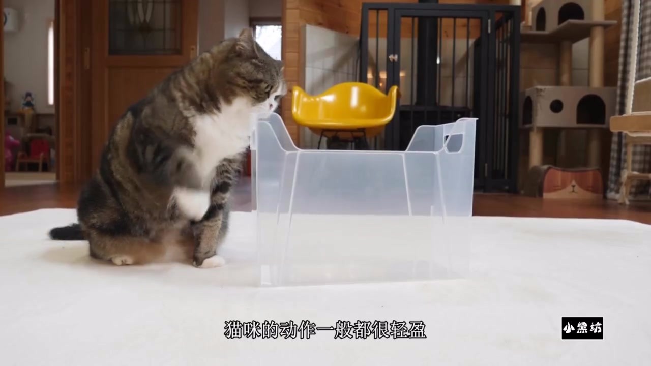 This cat is a liquid animal. It's such a small box that it falls asleep inside.