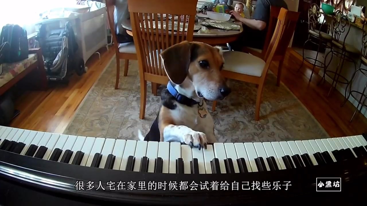 Dogs who are alone at home like to play the piano, and this expression is too intoxicating.