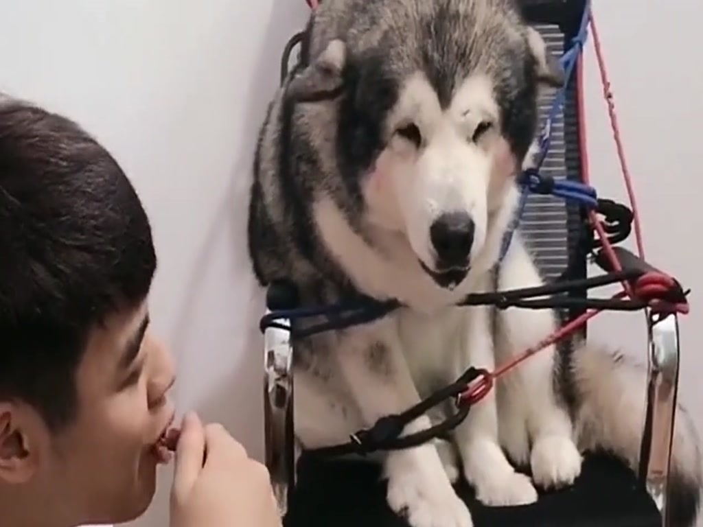 Huskey was so wronged that he was tied up to watch his master eat.