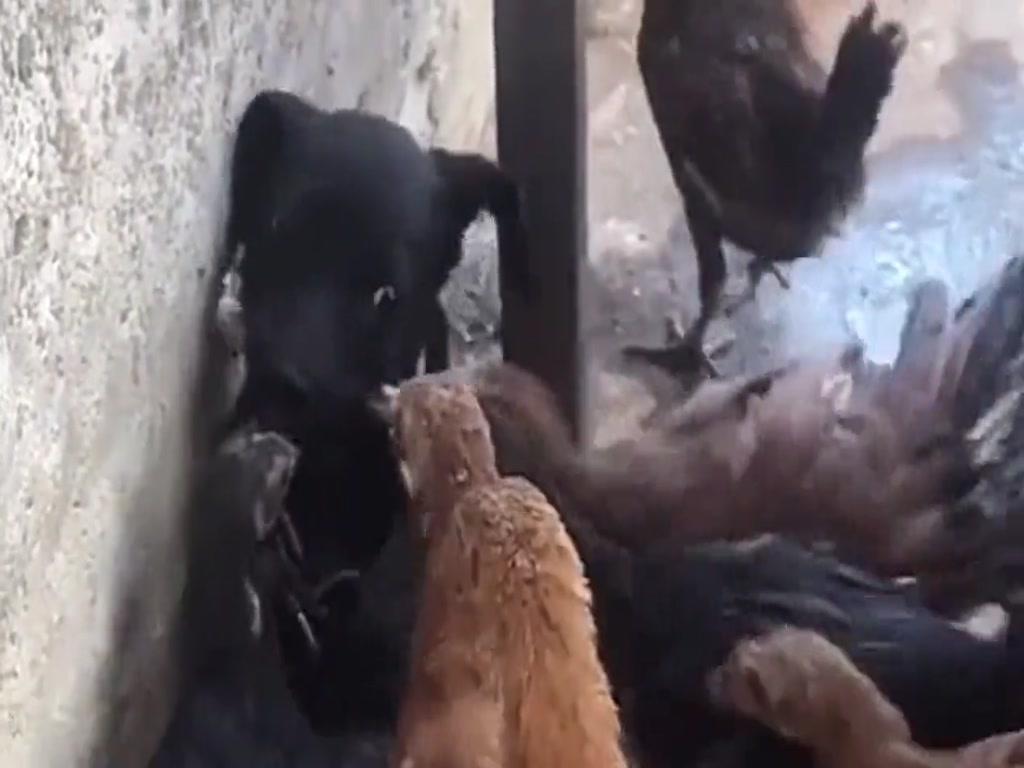 The little black dog met a group of "chicken bandits" who openly grabbed food from his mouth.