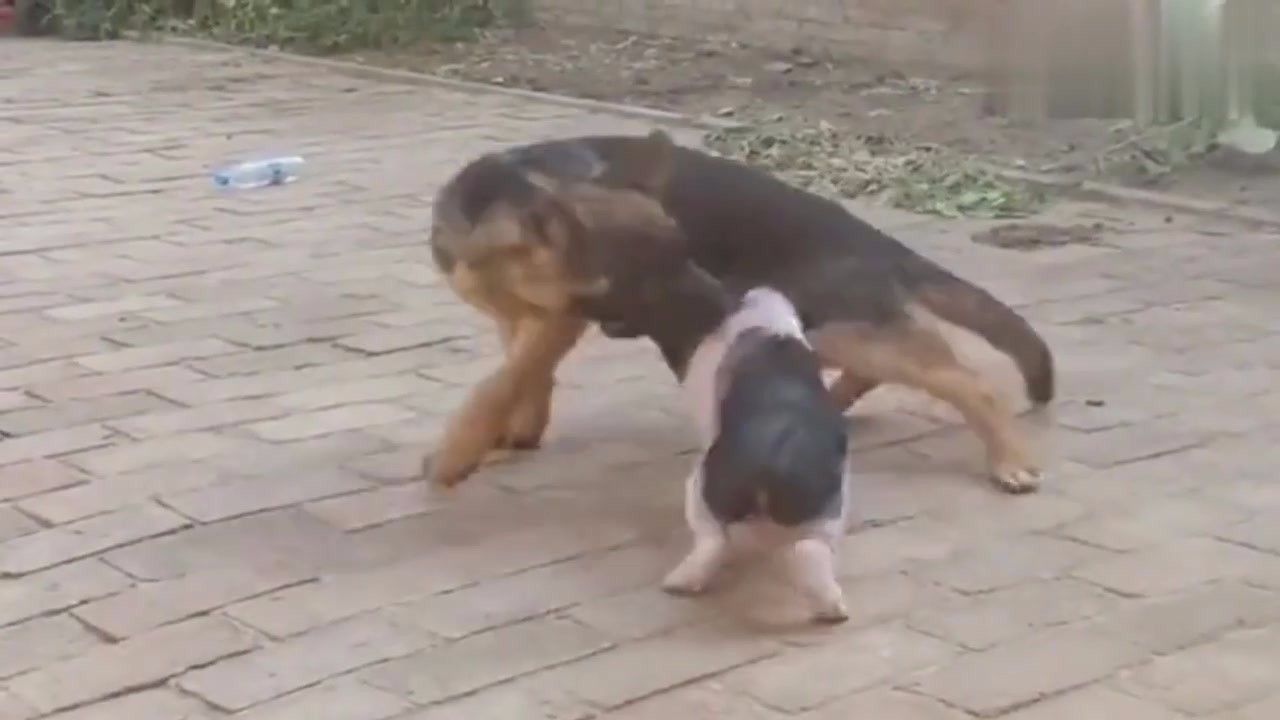 Two brothers and the wheezing dog are fighting against each other all the time. You see who wins.