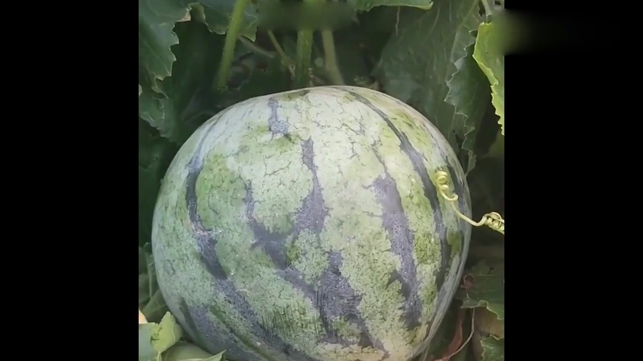 Was the watermelon long and deformed? I was shocked when the boy went down with a knife.