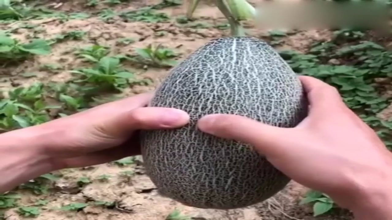 I heard that you want to tear Hami melon by hand. I really want to see it. Netizens are blown up.