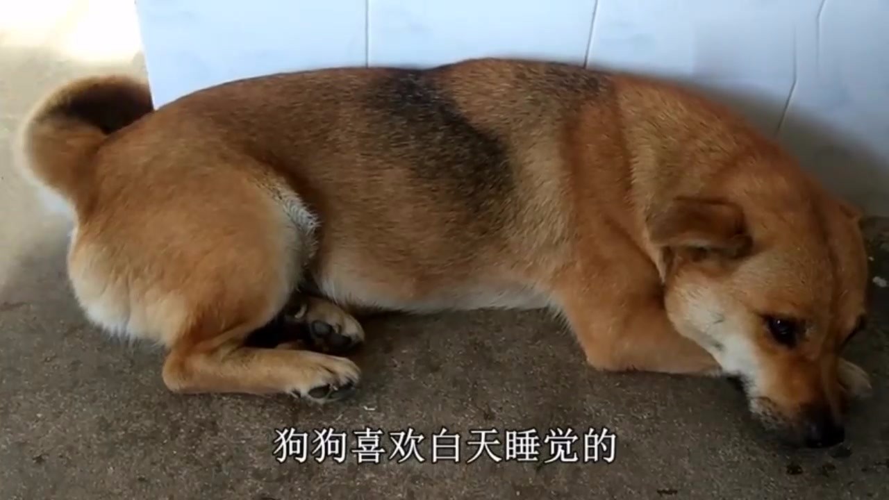 The Chinese idyllic dog is old. He has been at his master's house for nine years and lives strong every day.