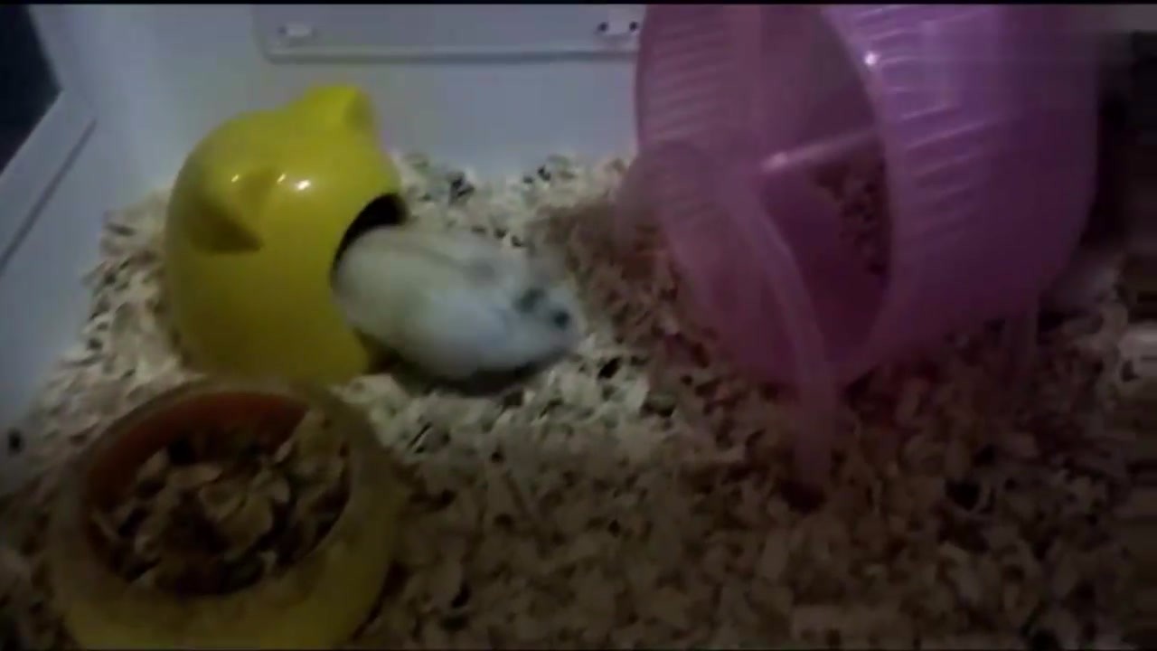Two hamsters, working in the middle of the night