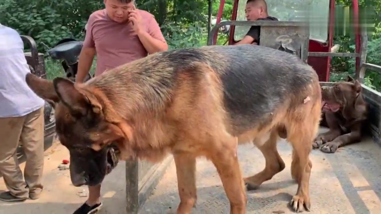 A shepherd dog worth tens of thousands of yuan. Some people like it and others hate it because some people say it's a hammer system.
