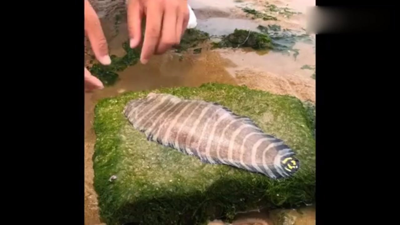 It's a long experience to see a fish peel like this for the first time.