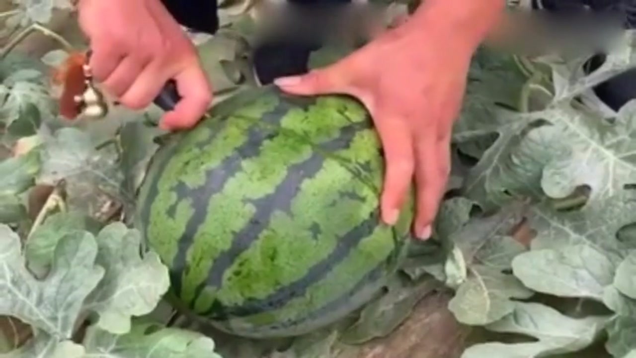 This is the real Hainan watermelon. When it was broken off, I really wanted to pull a car home.