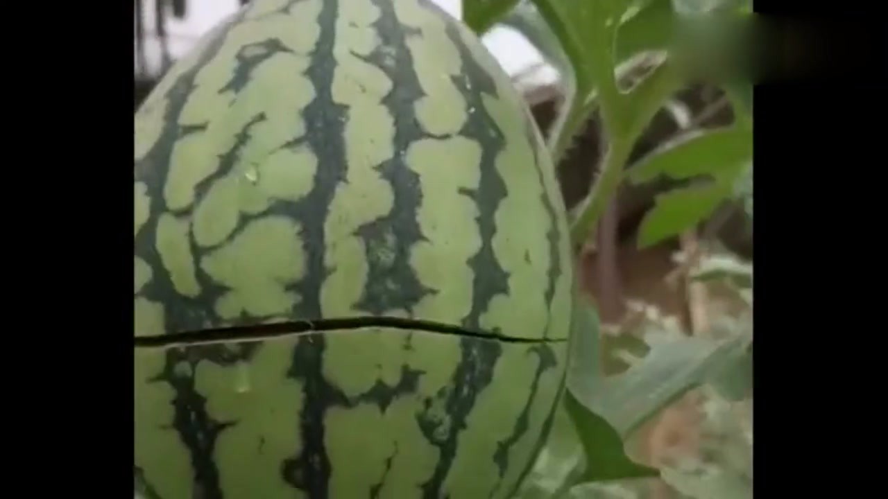 Watermelon in my hometown is just like this with a knife. I really don't know if it's a melon or a knife.