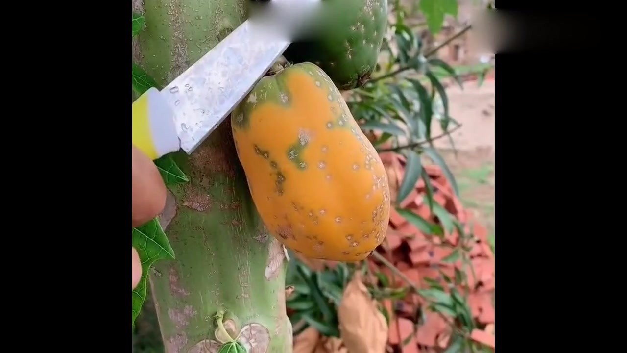 Looking at the papaya, after a knife cut, saliva will flow down.