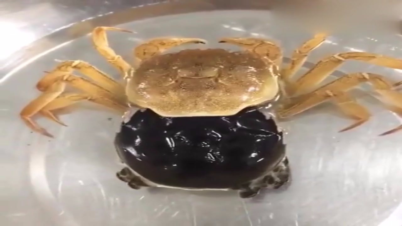 The crab just bought began to peel off its shell and felt like it was losing money.