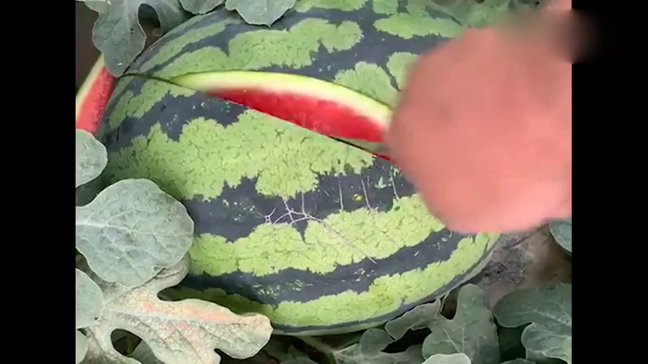 Who knows where the watermelon is when it is broken off, it feels sweet across the screen?
