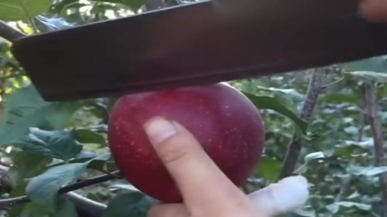 When the apple is over 2300 meters long, when it's cut, it's very eager to have a bite.