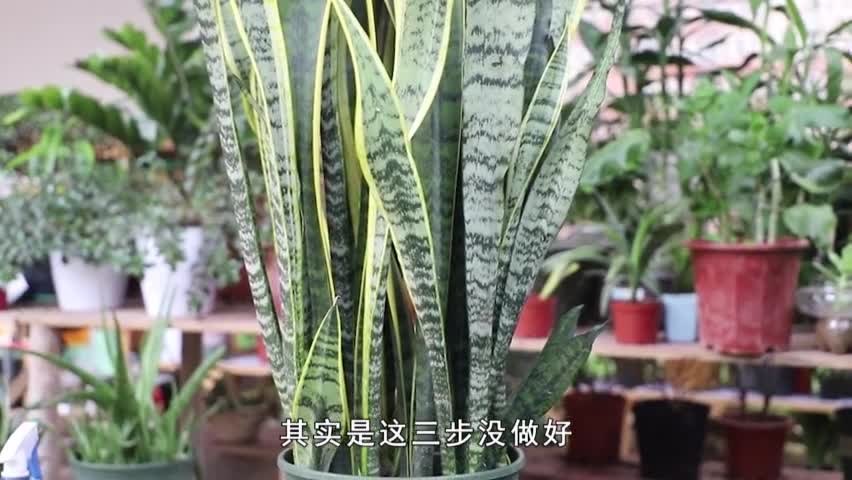 Tiger Pilan is not good at it? Originally these three points are the key, do a good job of plant growth, side buds continue to emerge.