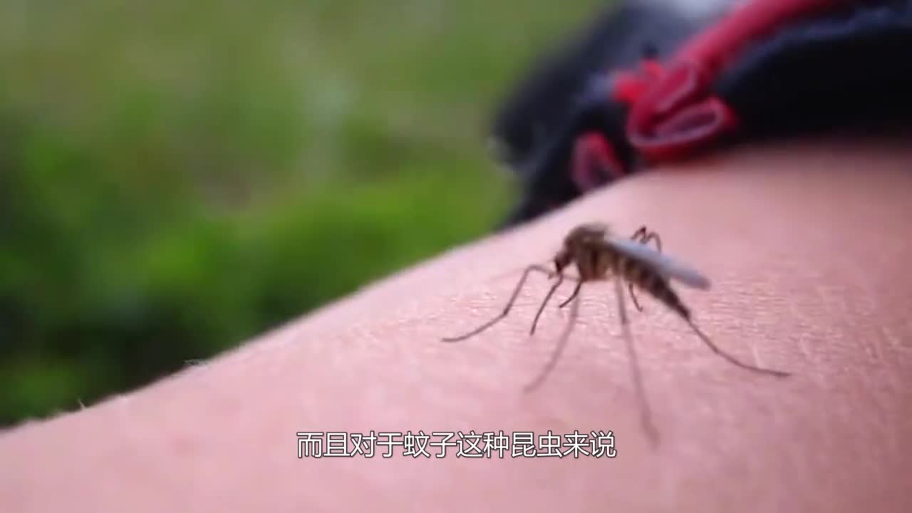What is blood sucking by mosquitoes? After reading this, you will understand.