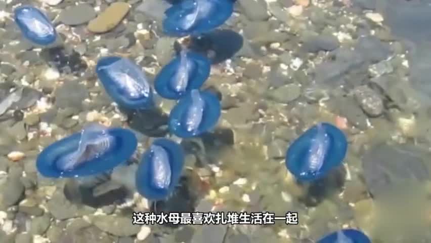 A large number of "sapphires" appeared on American beaches, and the police quickly pulled up the cordon when they saw them.