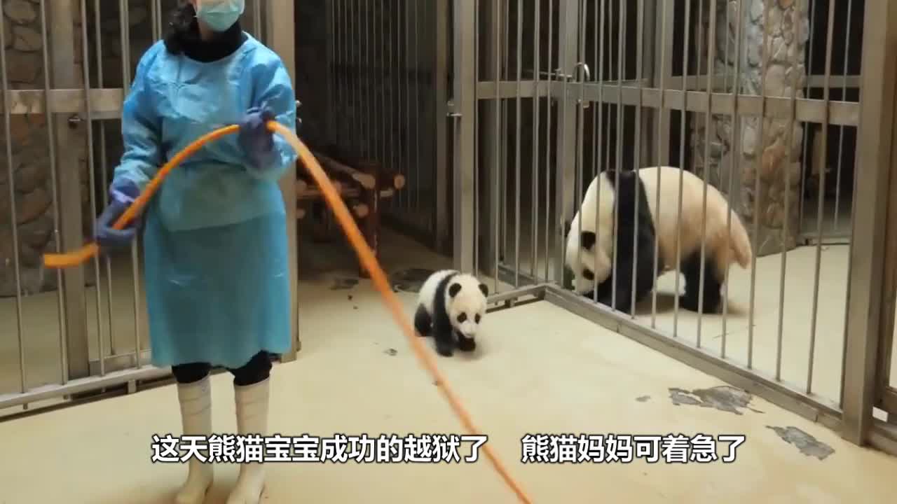 The baby panda escaped from prison without being controlled. It was so cute.