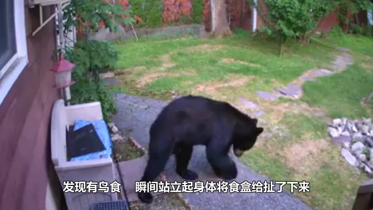 The black bear broke into the neighbourhood, and the next move made people laugh.