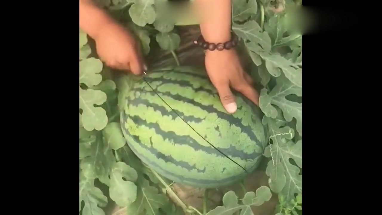 Not all watermelons are good melons. The moment they are cut, saliva will flow down.