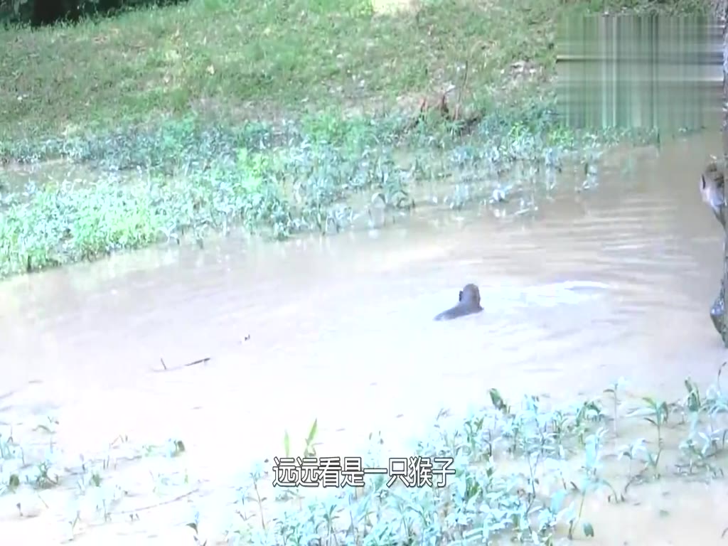 The monkey was drowning and dying. The boy was ready to come forward to rescue him. After seeing it clearly, he turned his head and ran away.