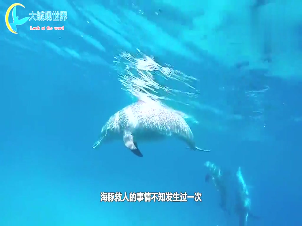 The killer whale was furious and three women were killed. The camera recorded the whole process.