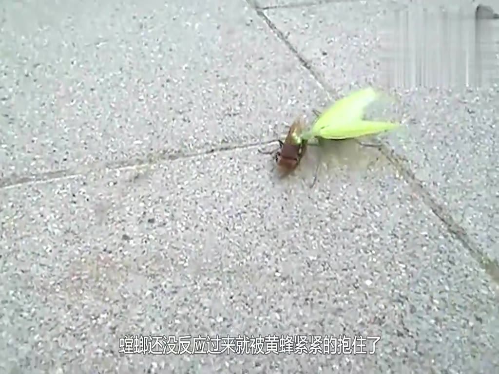 Hornet battles mantis, in a few moments, the winner or loser, the camera records the whole process.