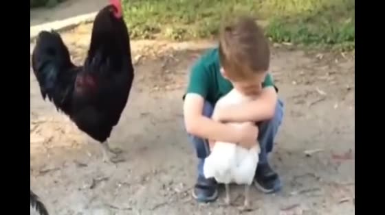 The little hen hugged the little boy and the big cock behind him was jealous.