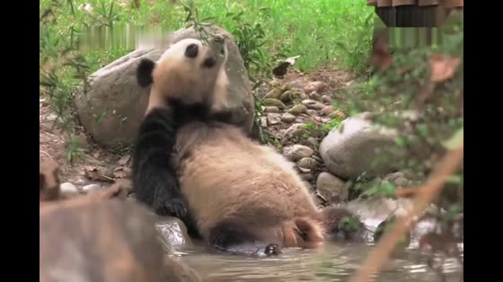 Giant pandas with their own germination skills enjoy a leisurely old life