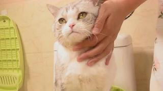 Why do cats hate bathing when they are so clean? The answer is amazing.