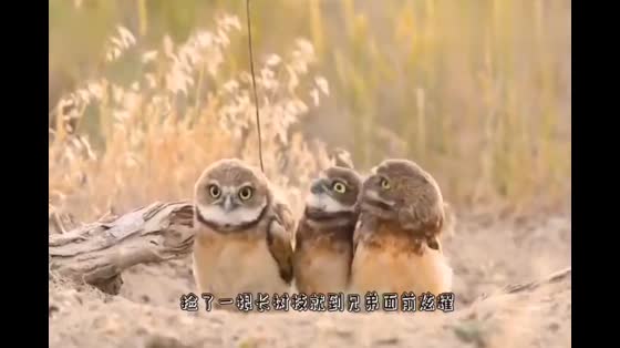 Owls sway with the music. When is the Raptor so cute? Want to keep one after reading it
