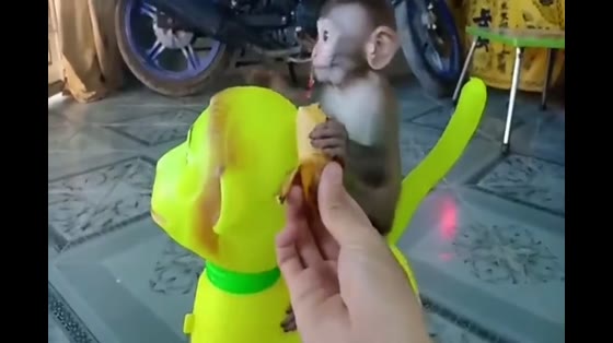The master fed the monkey bananas as carefully as he took care of his own children.