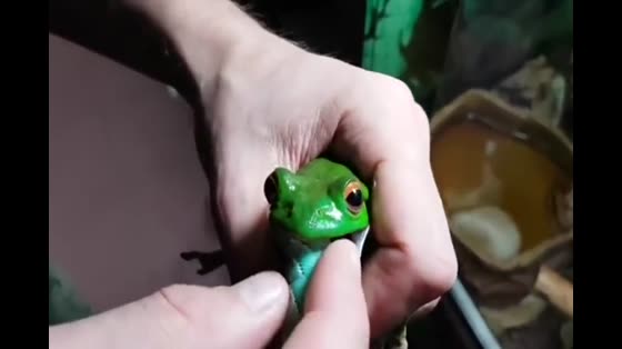 Frogs eat worms, but they seem to be a little big.
