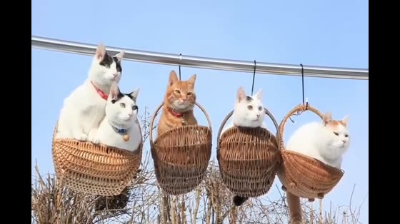 Cats squatting in baskets basking in the sun
