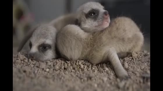 Four super cute mongoose babies, grandma, dare to be close to others