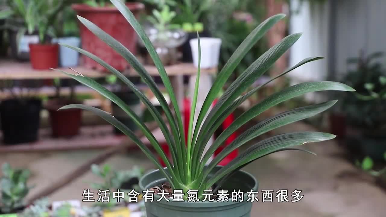 Want big and wide leaves? Drink some self-made "nitrogen, phosphorus and potassium fertilizer" for Junzilan to promote root and flower