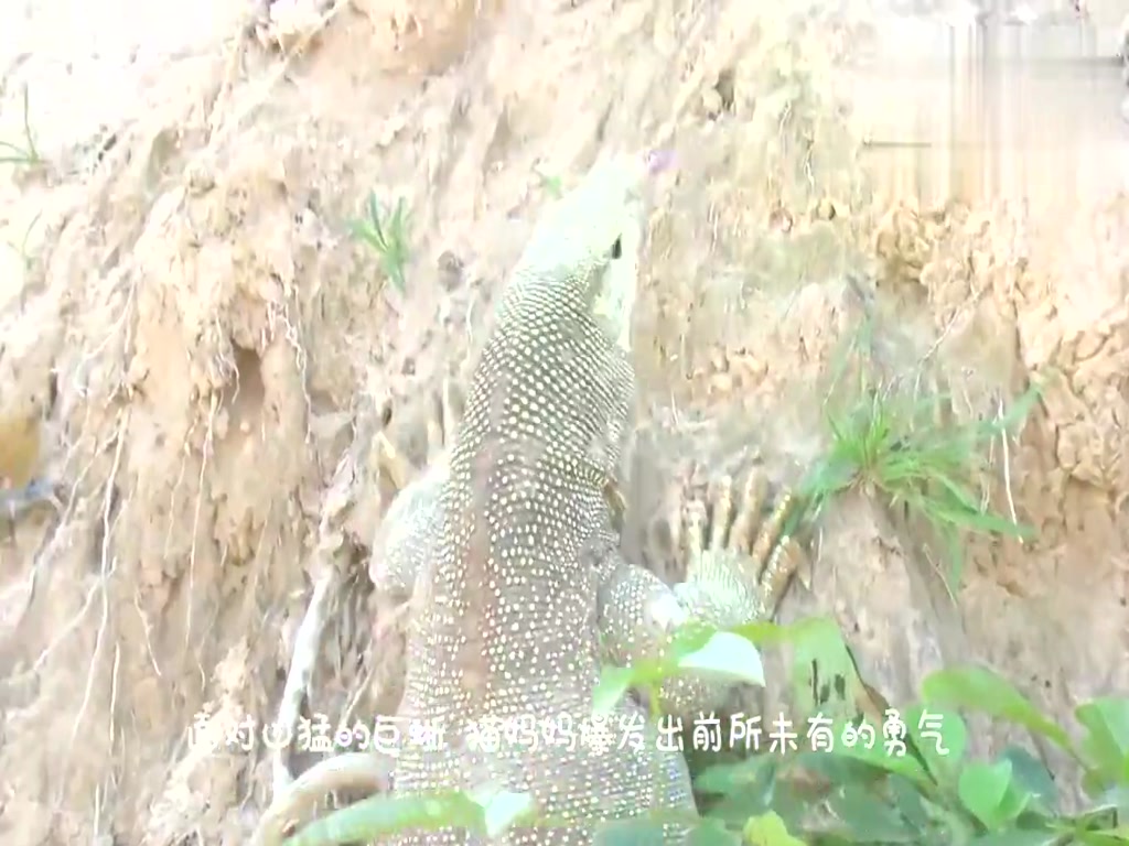 Komodo dragon attacked the cat's nest, the next second plot reversal, the whole process of shooting!