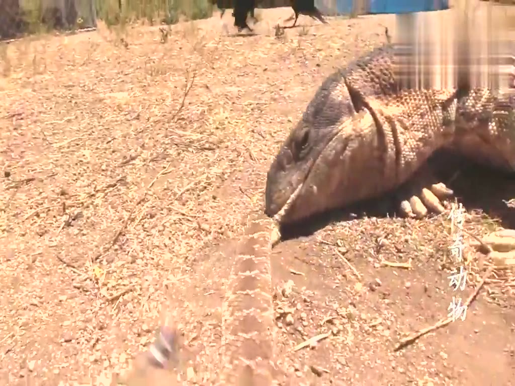 Komodo dragon hunts a highly venomous rattlesnake
