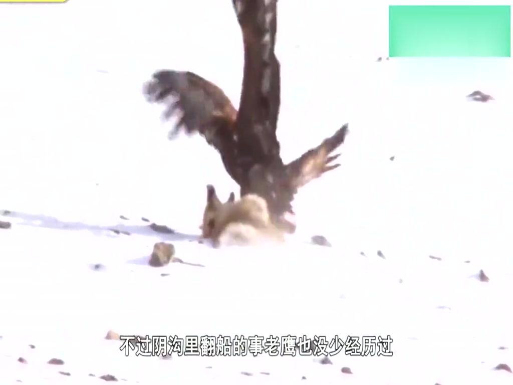 The eagle was injured for a while and could not take off. The antelope took the opportunity to retaliate. The next second accident happened.