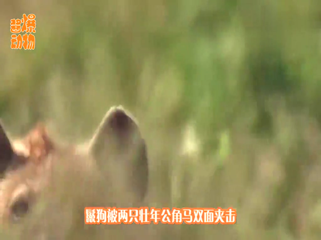 Two horned horses double-sided attack hyenas, horned double insert hyenas body, the camera record wonderful moments