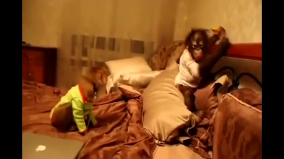 For a banana, chimpanzees fight with monkeys. Who wins in the end?
