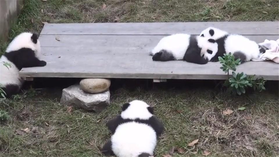 A group of Panda babies are escaping from prison collectively. They are about to succeed. Suddenly, someone shouted loudly.