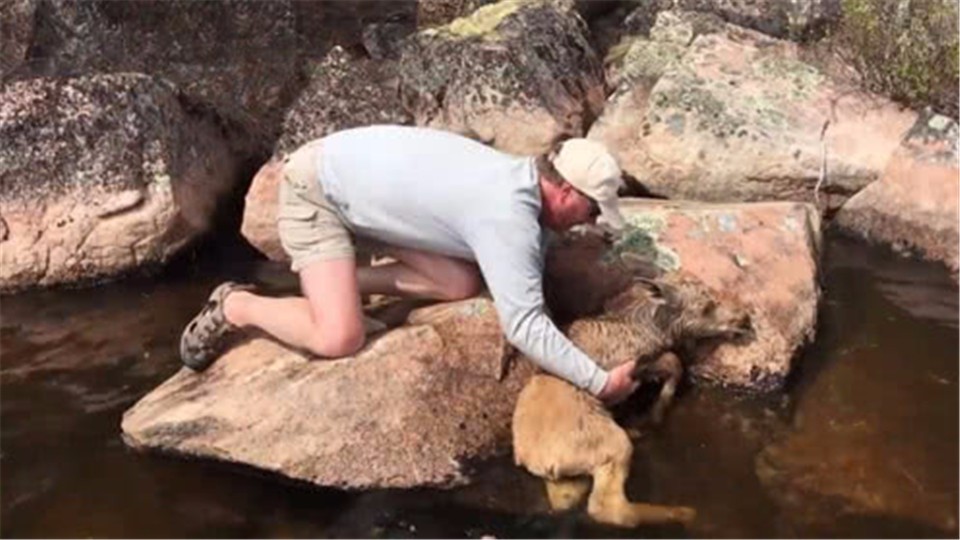 A deer was stuck in a crack in the stone. The man kindly rescued it. The deer's action was very touching.