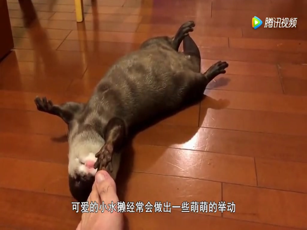The owner and otter clapped hands. The otter's small movements were so cute.